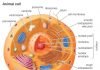 Important Chapters for NEET You Need to Know About animal cell