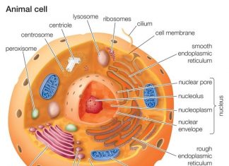Important Chapters for NEET You Need to Know About animal cell