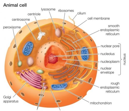 Important Chapters for NEET You Need to Know About animal cell