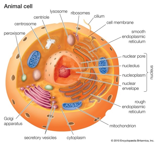 animal cell